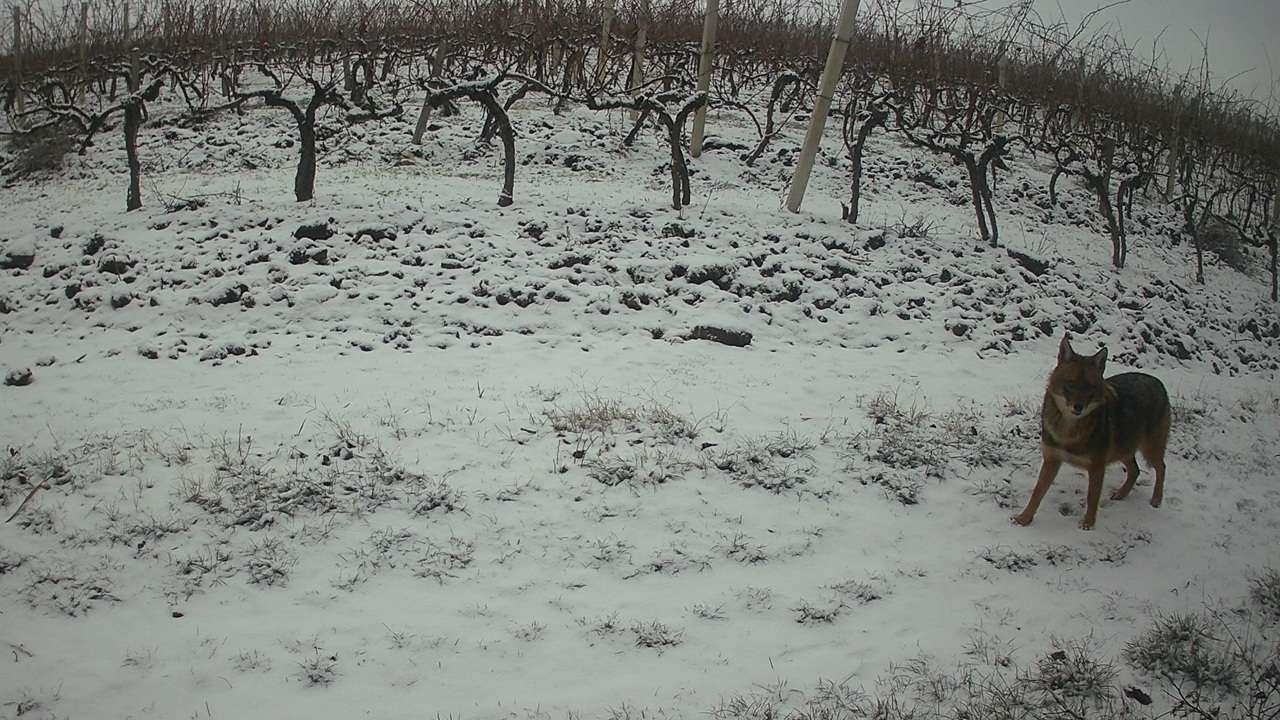 Chacal dans la neige
