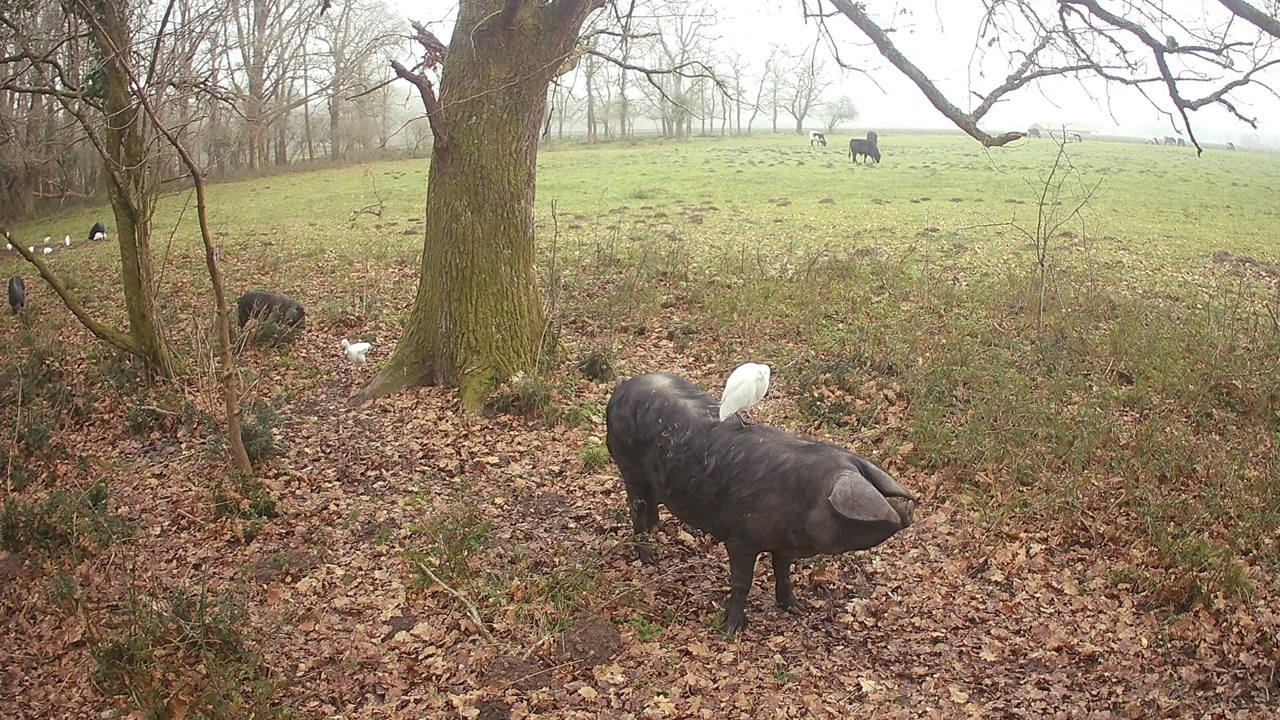 Cochon d'Inde sauvage