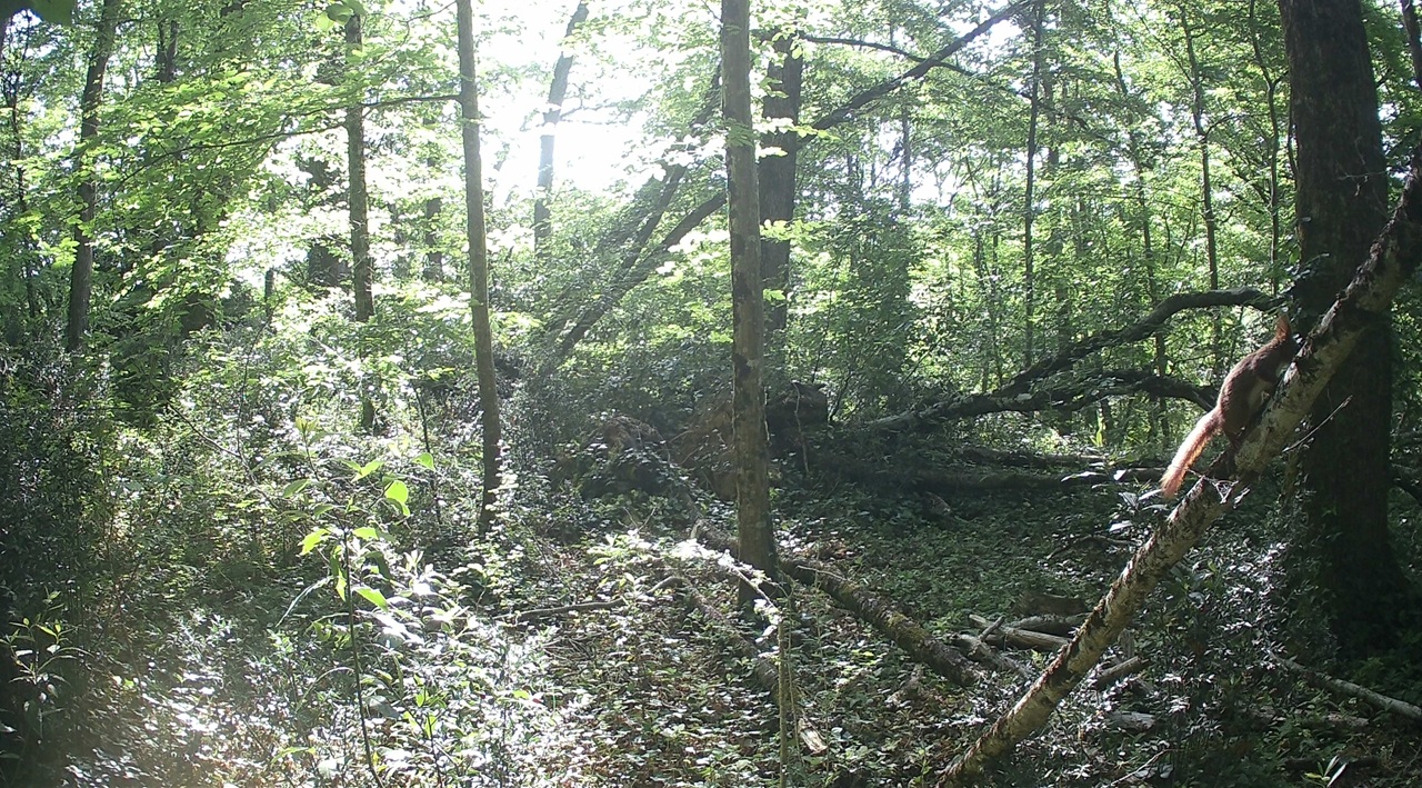 Écureuil en forêt