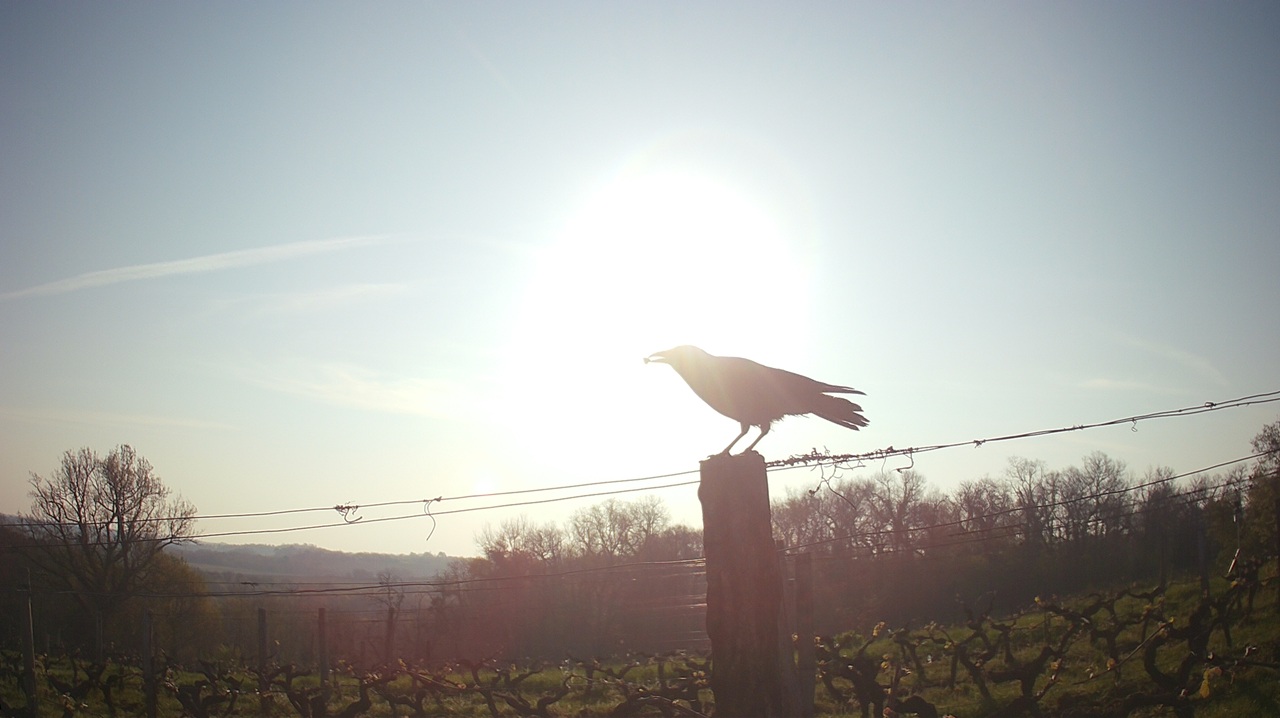 Oiseau au soleil