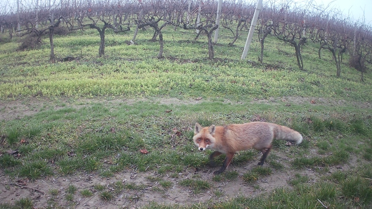 Renard dans les vignes
