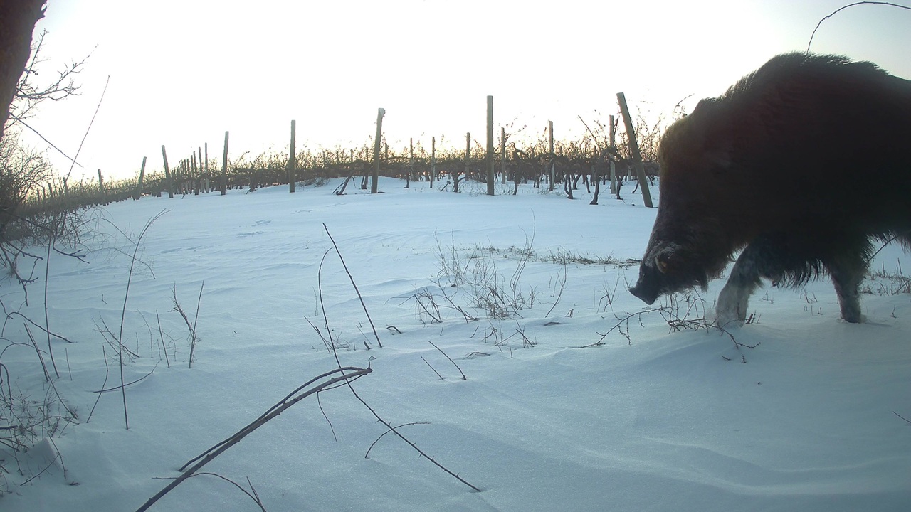 Sanglier dans la neige